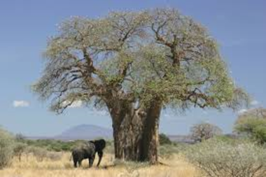 Cena sotto al baobab e agli ippocastani