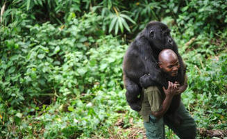 Ranger dei gorilla uccisi nel parco nazionale più antico dell’Africa