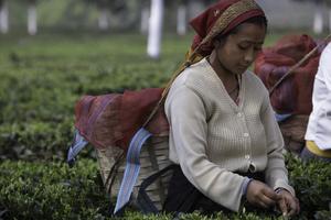 I giardini del tè di Darjeeling